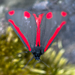 BB 13 0517 / Tyria jacobaeae / Karminspinner